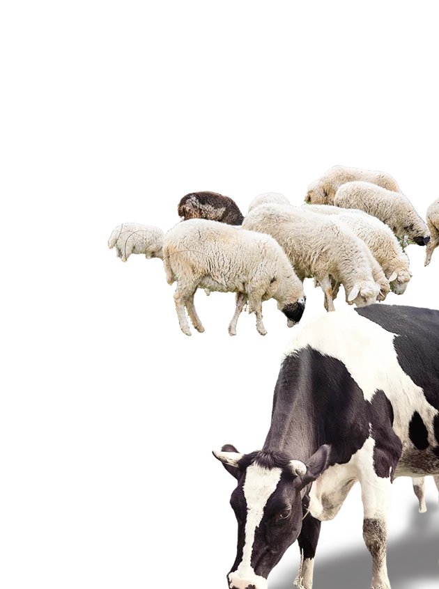 animal-feed-mold-inhibitor